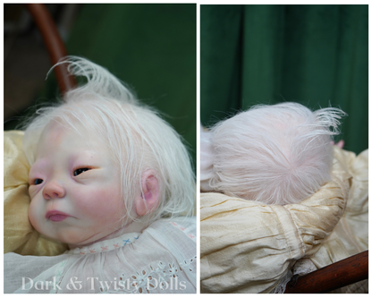 Kameko ~ Albinism